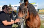 Una parcela municipal en el polígono de Agustinos ha vuelto a acoger la feria el 7 de julio, desde las 7 y hasta las 15 horas. 56 ganaderos han participado en la edición de 2018 de la feria de ganado equino de San Fermín con la presencia de más de 500 animales.