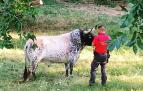 Un agente de la Policía Foral junto al toro disecado en Carcastillo.
