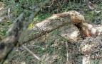 Ejemplar del árbol derribado por los castores y que alcanzó la zona peatonal del paseo, junto al Grupo Urdánoz de Echavacoiz.