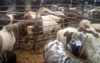 Ponis en una feria del norte de Navarra