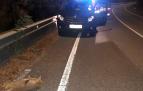 Un corzo atropellado en una carretera navarra