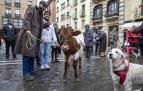 Muchos perros y un novillo en la bendición del día de San Antón en Pamplona./