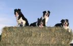 Imagen de archivo de varios Border Collies
