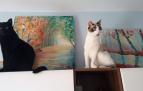 Los gatos ya forman parte de la familia