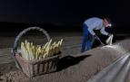 Imagen de la recogida nocturna de espárrago en la finca del agricultor Samuel Rodríguez Magallón, de Cabanillas