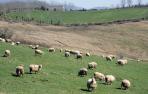 El Gobierno conceder&aacute; subvenciones a los ganaderos de oveja "latxa"