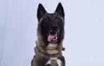 pastor-belga-malinois-lucena