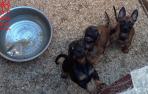 Imagen de un criadero de venta ilegal de perros por internet en la Ribera