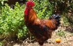 Gallina canaria