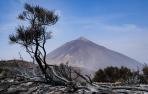 Incendio en Tenerife