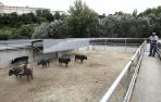 El mayoral de los toros de la ganader&iacute;a de Eduardo Miura riega con agua a los morlacos