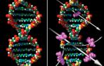 Cumple 60 a&ntilde;os la estructura del ADN, el secreto de la vida