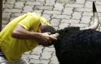Un catalán corneado en el callejón_2
