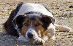 Los perros imitan las acciones novedosas de los humanos