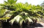 El viaje afortunado de la palmera de Molokai