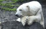 Muere el oso polar del zoo de Central Park