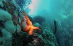 Mueren millones de estrellas de mar en la costa del Pacífico