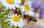 Las abejas aterrizan gracias a un piloto autom&aacute;tico biol&oacute;gico