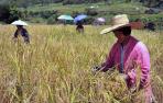 Cambios de dieta y cultivos más eficientes, claves para salvar la Tierra