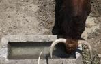 Los 'Jandilla' en los Corrales del Gas
