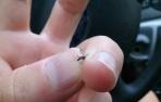 Controles en carretera en busca del mosquito tigre