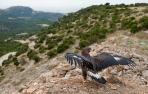 Liberada en las Bardenas un águila real tratada en Ilundáin