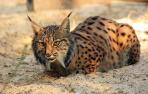 El atropello supone la causa de muerte del 75% de los linces