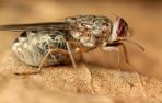 ​Drones españoles contra la mosca tsetsé en Etiopía