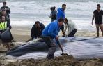 Cría de ballena hallada en la playa de Punta del Moral, en Huelva.
