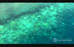 La Gran Barrera Coralina de Australia se está volviendo blanca