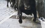 Una imagen del fotógrafo pamplonés Pío Guerendiáin anunciará la Feria del Toro