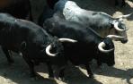 ​Desembarcan en los Corrales del Gas los toros de Cebada Gago y Fuente Ymbro