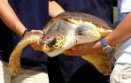 Tortugas con GPS en el Mediterráneo