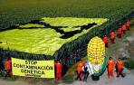 Greenpeace responde a los Nobel que los transgénicos no son la solución al hambre