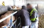 Catorce detenidos por engorde ilegal de ganado en Zaragoza, Huesca y Lleida
