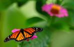Las flores y las mariposas ya no aparecen a la vez debido al cambio climático