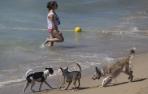 ​Barcelona estrena su primera playa para perros