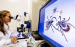 Una científica estudia varias garrapatas, transmisoras de la fiebre hemorrágica.