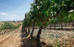 UAGN, contra el sistema de autorizaciones de las nuevas plantaciones de viñedo