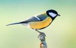 Las aves dejan de comer cuando hay exceso de ruido