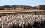 Entradas de los rebaños de ovejas a las Bardenas
