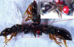 Avispas mutantes con ojos rojos para estudiar el ADN de los insectos