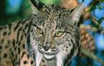 Espa&ntilde;a  libera ocho ejemplares de lince en Portugal