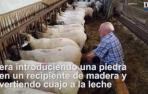 Proceso de elaboración de la cuajada