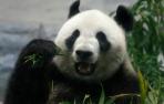 Nace por primera vez en 5 años un oso panda gigante en un zoológico de Tokio
