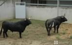 Dos Cebada Gago, en los corrales del Gas.