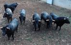 Los toros de José Escolar se encuentran ya en los corrales del Gas de Pamplona