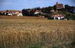 La cosecha de cereal de invierno en Navarra ha sido buena pese a los malos augurios