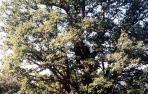 El roble de Lizarraga, un ejemplar centenario