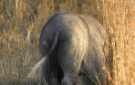 El 'cerdolis', cruce entre el cerdo vietnamita y jabalí, especie detectada en Urraul Alto
